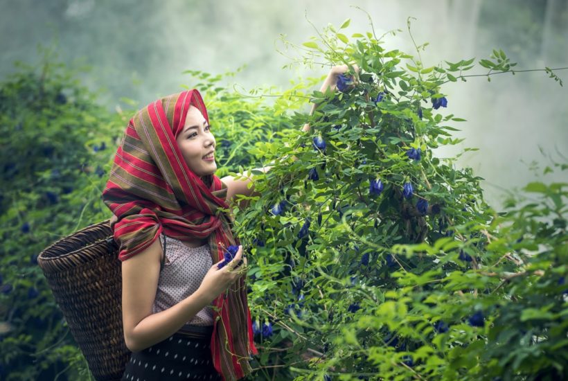 This picture show a person collecting some plants.