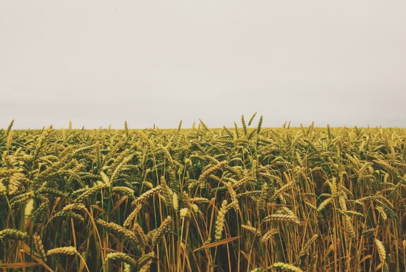 This picture show an agricultural field.