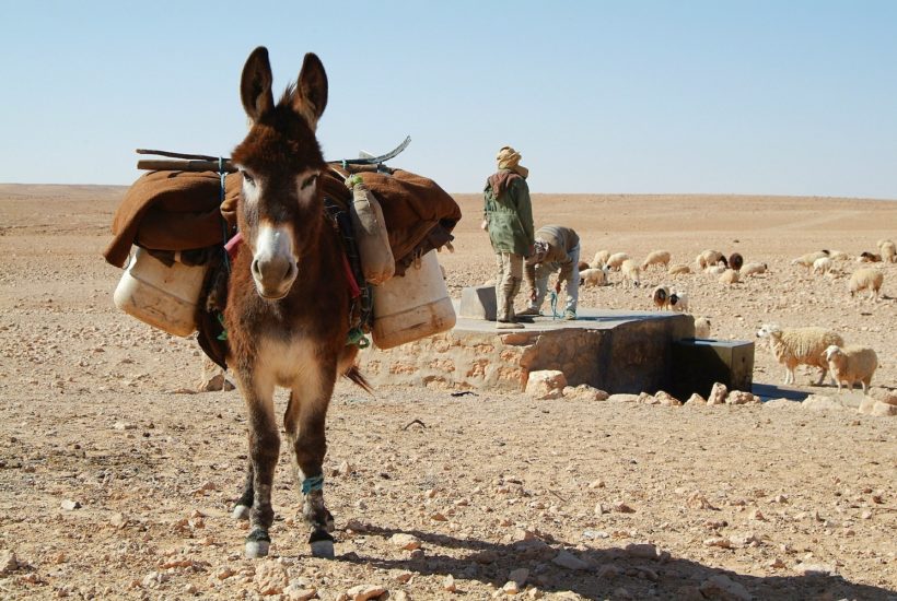 This picture show a donkey in the middle of a desert.