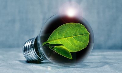 This picture show a green leaf inside a lightbulb.