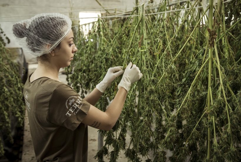 This picture show a person cultivating cannabis.