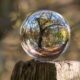This picture show a tree through a crystal ball.