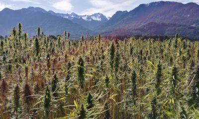 This picture show a hemp field.