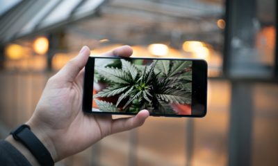 This picture show a cannabis photo on a phone.