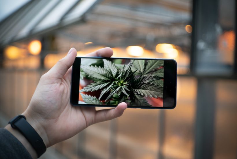 This picture show a cannabis photo on a phone.