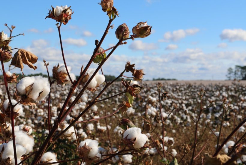 This picture show a cotton plant.