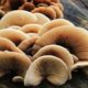 Health marketing for functional mushrooms and adaptogens like reishi