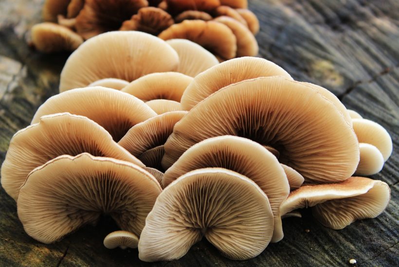 Health marketing for functional mushrooms and adaptogens like reishi