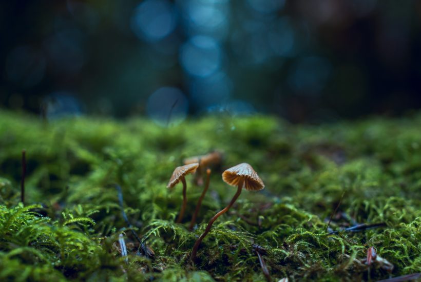 Will Functional or Magic Mushrooms be the first to take off?