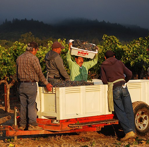 Alt-Text: Hispanic minorities are over-represented in the Napa Valley harvesting workforce