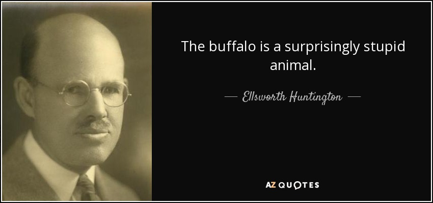 "The buffalo is a surprisingly stupid animal." -- Ellsworth Huntington