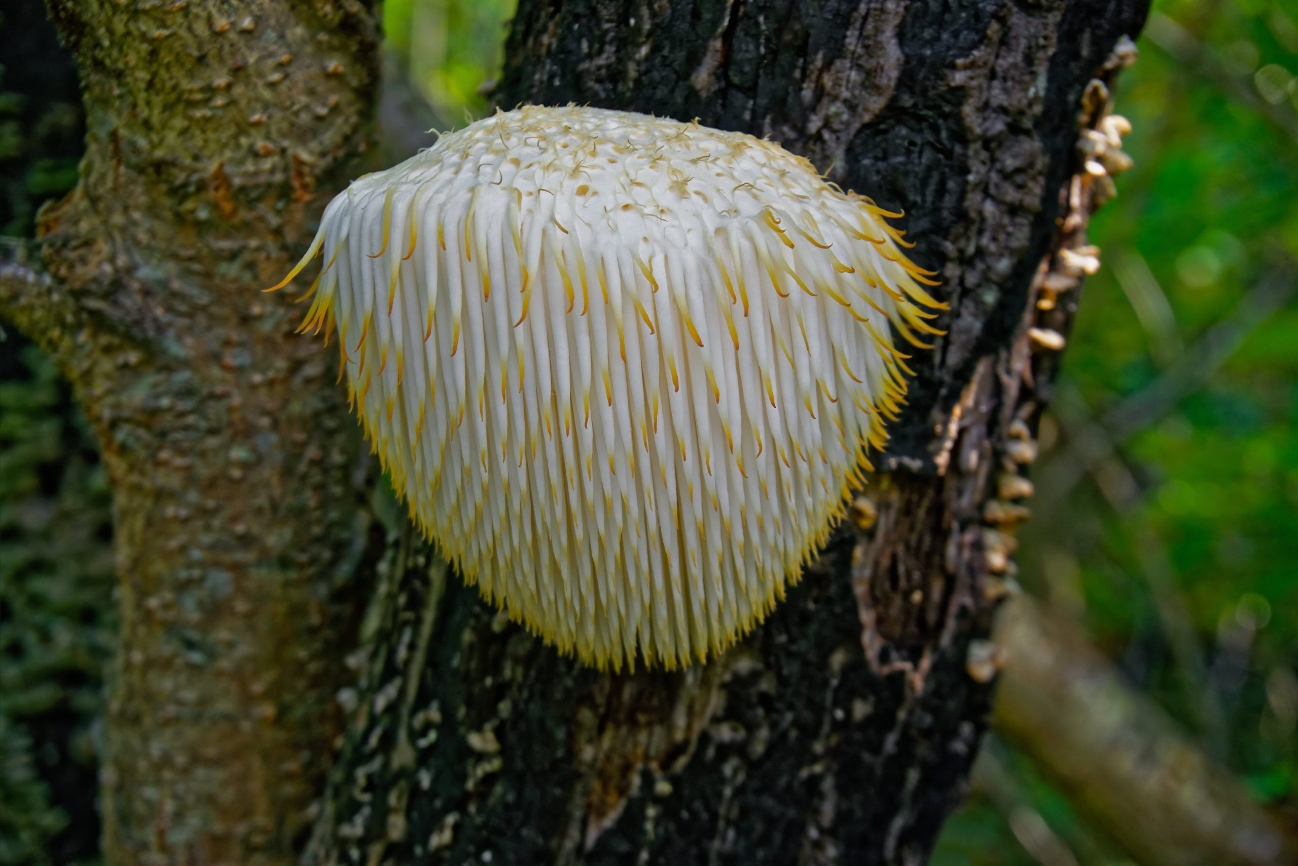 Functional mushrooms boost sleep and bust stress