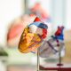 Cardiol Therapeutics Pursues Breakthrough Cardiac Treatment