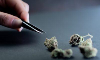 Cannabis price survey reveals global prices per gram
