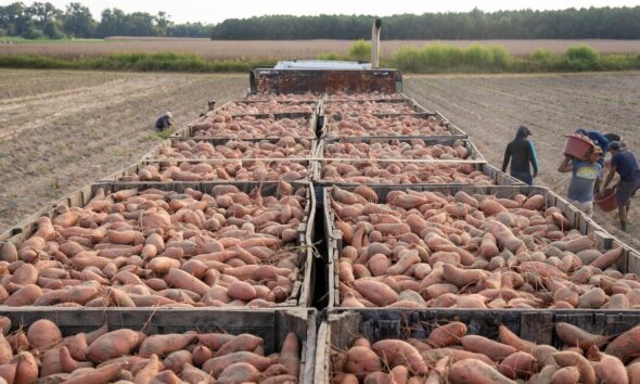 agrifood