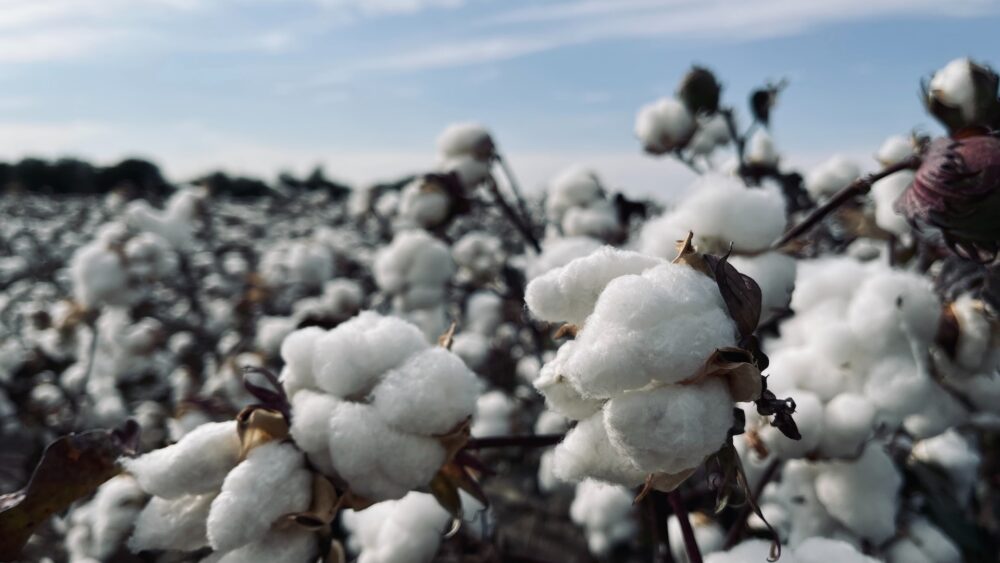 cotton