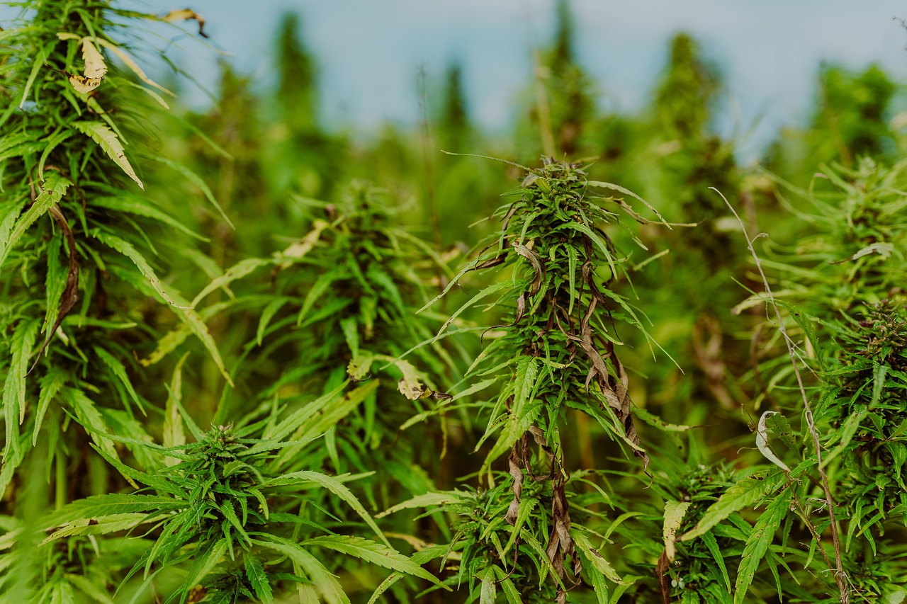 cannabis plantations