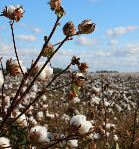 cotton