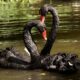 black swan