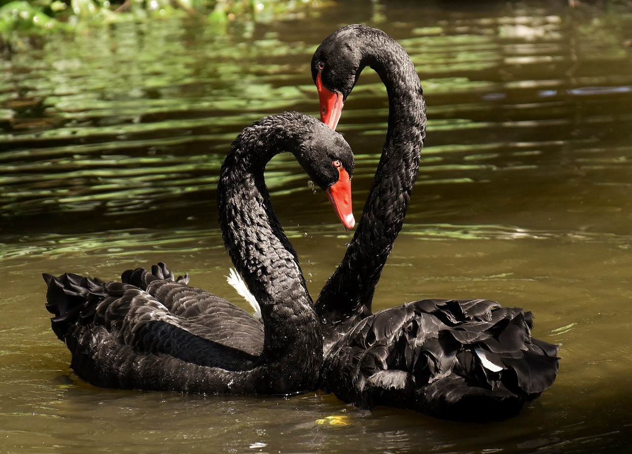 black swan