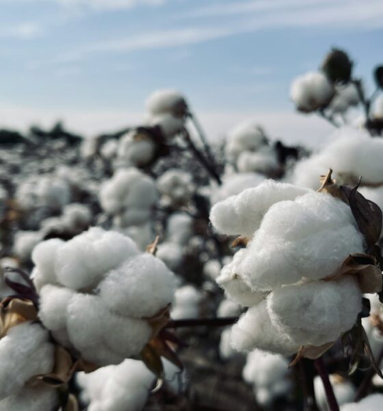 cotton