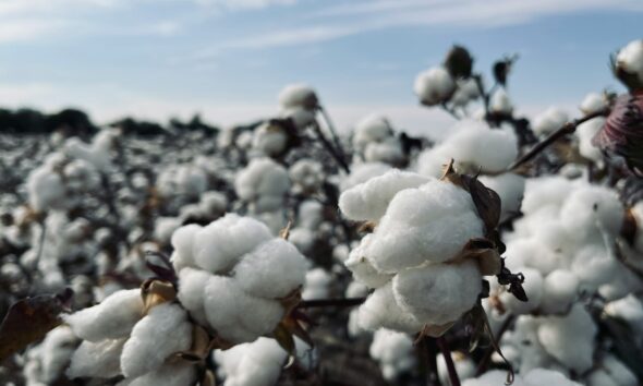 cotton