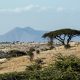 Africa