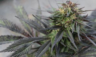 FoliuMed