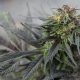 FoliuMed
