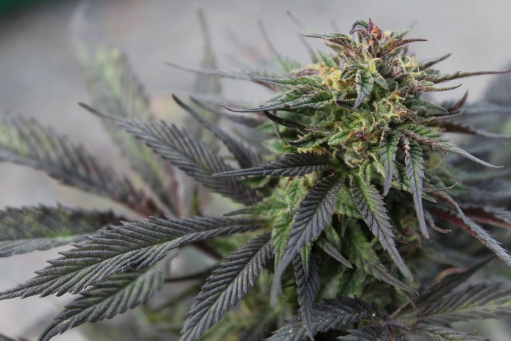FoliuMed
