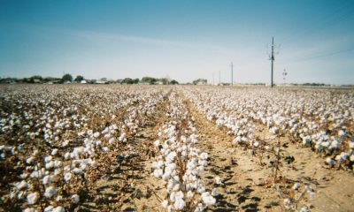 cotton