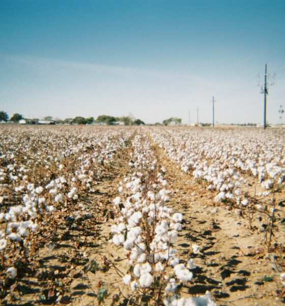 cotton