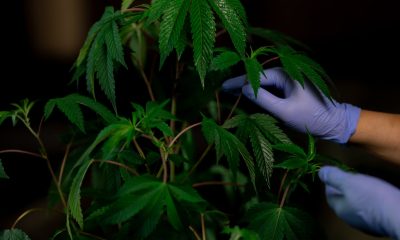 Jena Cannabis Club