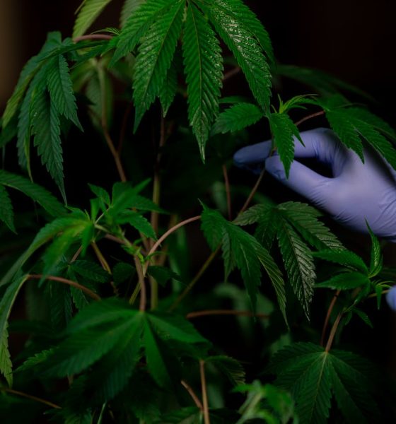 Jena Cannabis Club