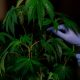 Jena Cannabis Club