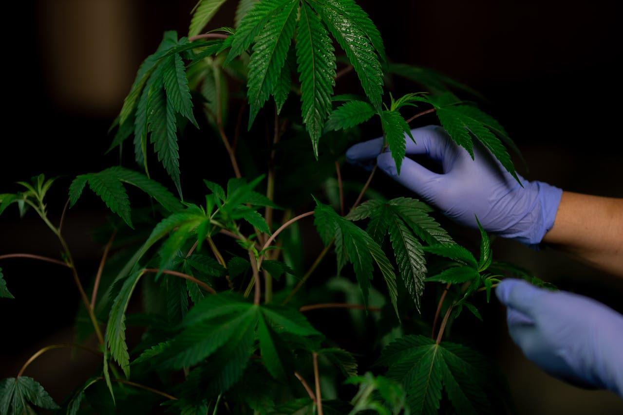 Jena Cannabis Club