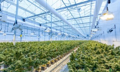 Aurora Cannabis