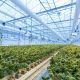 Aurora Cannabis
