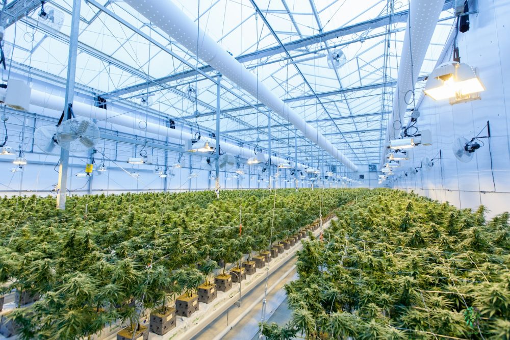 Aurora Cannabis