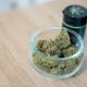 cannabis