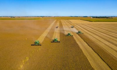 soybean