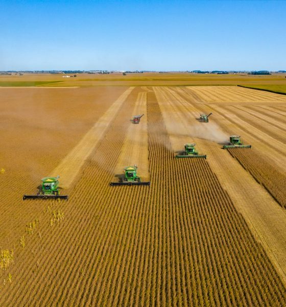 soybean