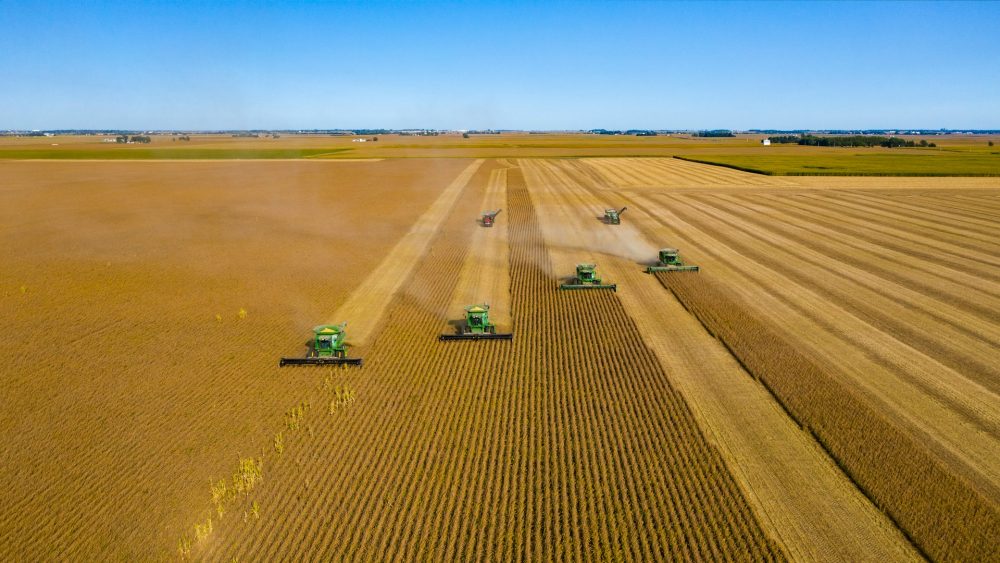 soybean