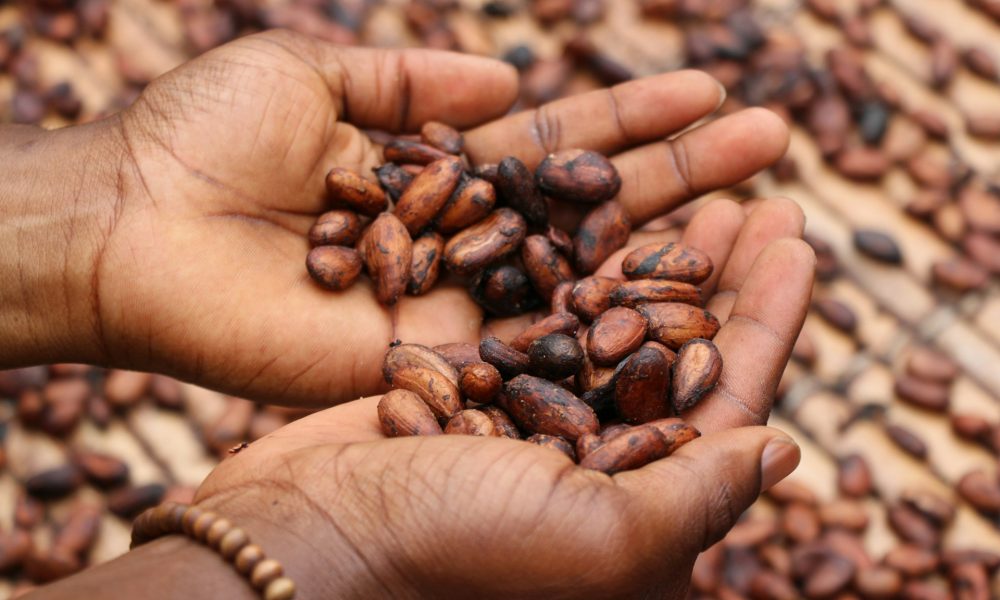 Ghana Announces Sharp Increase in Cocoa Prices to Support Farmers