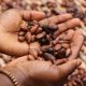 Ghana Announces Sharp Increase in Cocoa Prices to Support Farmers