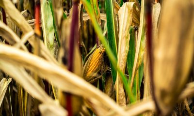 corn