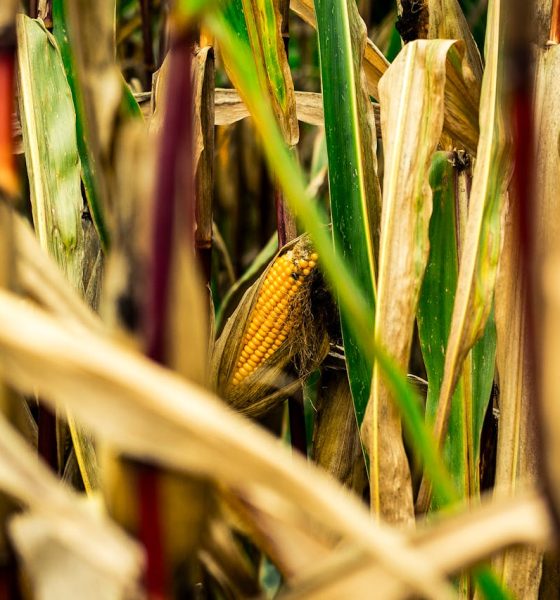 corn
