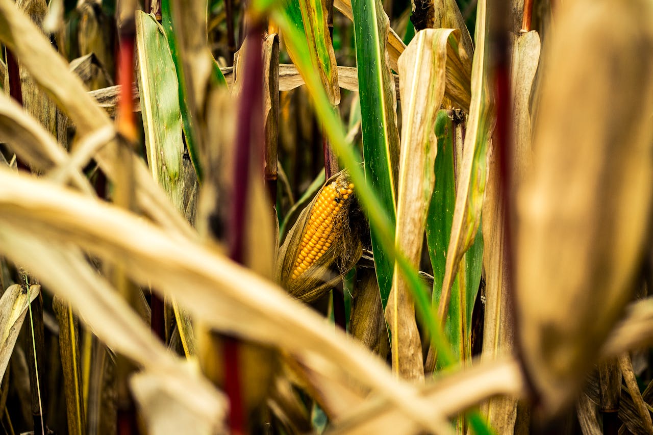 corn