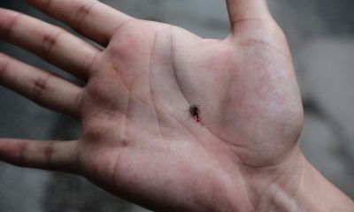 Chagas