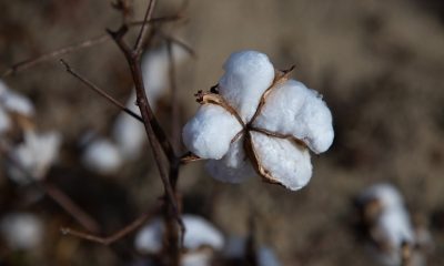 cotton